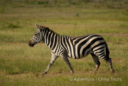 Keňa – safari pod Kilimandžárem a Indický oceán