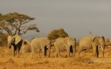 Gorily ve Rwandě a safari v Keni, Keňa – safari pod Kilimandžárem a Indický oceán Keňa – safari pod Kilimandžárem a Indický oceán
