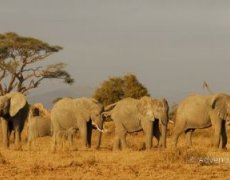 Keňa – safari pod Kilimandžárem a Indický oceán