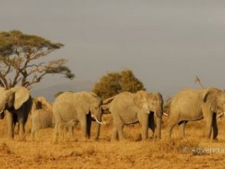 Keňa – safari pod Kilimandžárem a Indický oceán Keňa – safari pod Kilimandžárem a Indický oceán