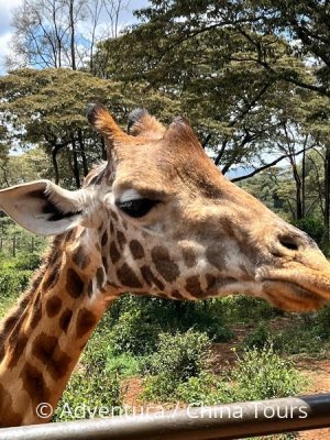 Magická Keňa – Masai Mara a ostrov Lamu