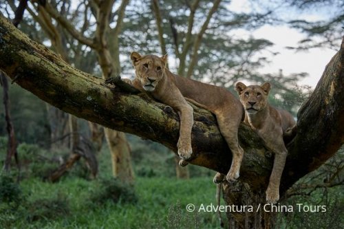 Magická Keňa – Masai Mara a ostrov Lamu