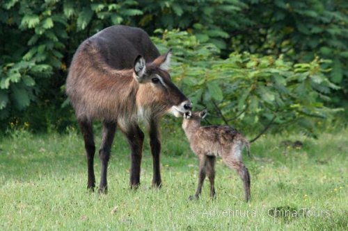 Magická Keňa – Masai Mara a ostrov Lamu