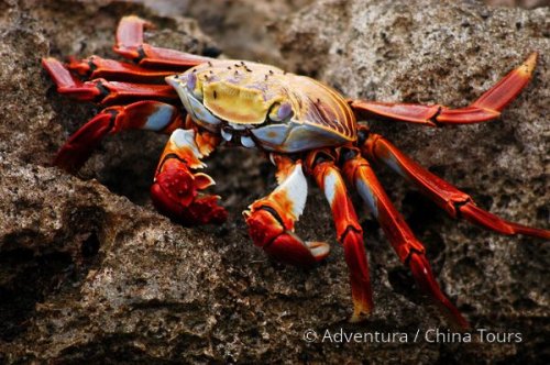 Ekvádor, Galapágy a Amazonie