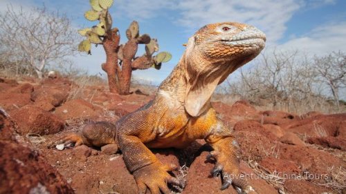 Ekvádor, Galapágy a Amazonie