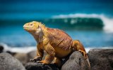 Ekvádor a Galapágy, Ekvádor, Galapágy a Amazonie Ekvádor, Galapágy a Amazonie