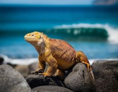 Ekvádor, Galapágy a Amazonie