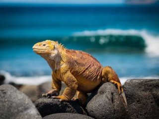 Ekvádor, Galapágy a Amazonie Ekvádor, Galapágy a Amazonie