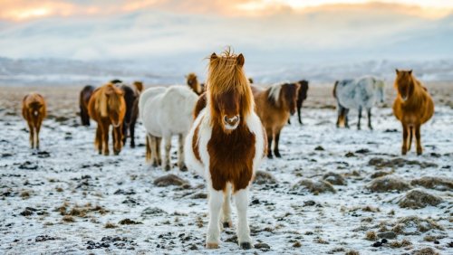 Advent v Reykjavíku a zimní krajina Islandu - Luxusní termály a netradiční program