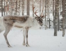 Silvestr s polární září - Finsko, Laponsko, Levi