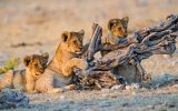 Namibie – velký okruh, Podivuhodná Namibie Podivuhodná Namibie