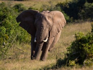 JIHOAFRICKÁ REPUBLIKA - OD ANTILOPY PO ZEBRU