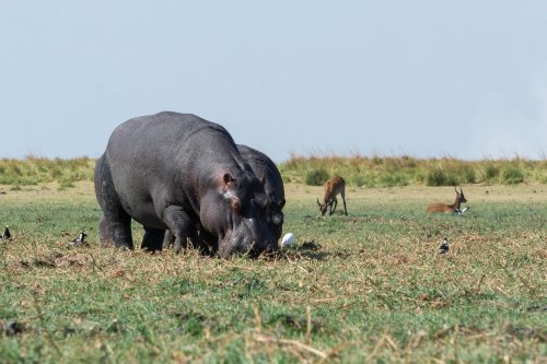 Victoria Falls & Chobe NP & delta Okavanga