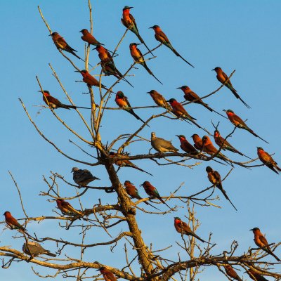 Victoria Falls & Chobe NP & delta Okavanga