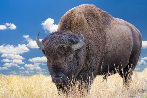 Vzhůru do Yellowstonu