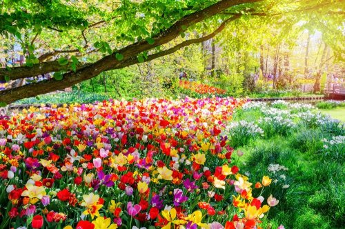 Květinový park Keukenhof s návštěvou Amsterdamu