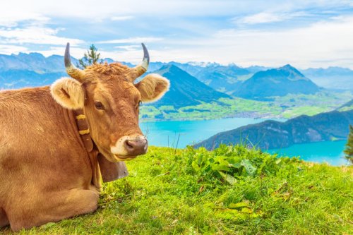 Lehká turistika ve Švýcarsku