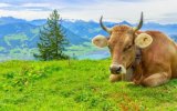 Katalog zájezdů - Švýcarsko, Lehká turistika ve Švýcarsku
