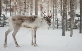 SLUNOVRAT VE FINSKU A PLAVBA DO TALLINNU, Silvestr s polární září - Finsko, Laponsko, Levi Silvestr s polární září - Finsko, Laponsko, Levi