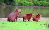 Brazilské safari (Rio, Iguazú, Amazonie a Pantanal)