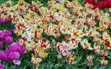 Holandsko, Velikonoce v zemi tulipánů, Amsterdam