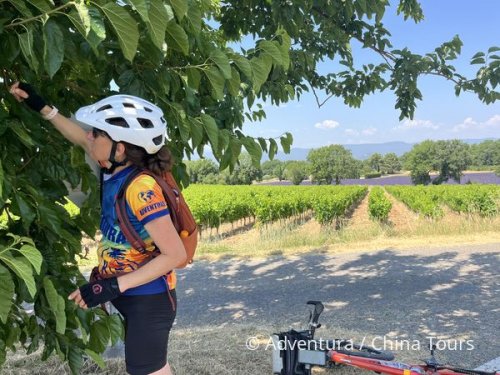 Provence levandulová na kole