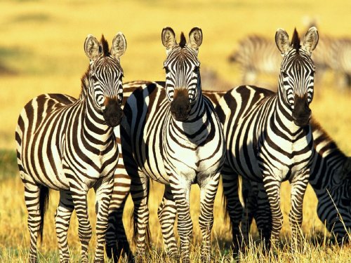 Keňa & Tanzanie: zázraky východní Afriky